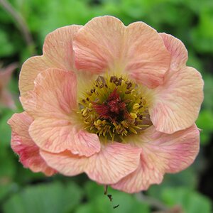 Geum 'Mai Tai'