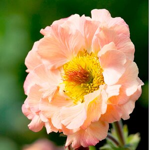 Geum 'Mai Tai'