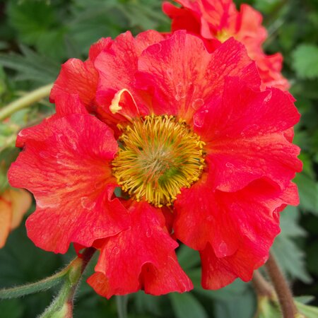 Geum SCARLET TEMPEST