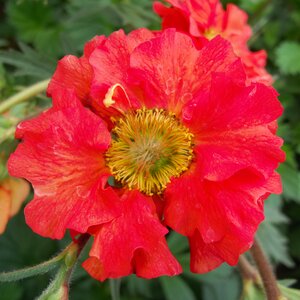 Geum SCARLET TEMPEST