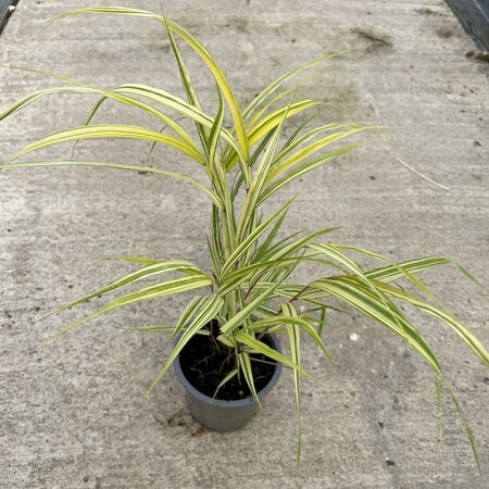Hakonechloa macra 'Naomi'