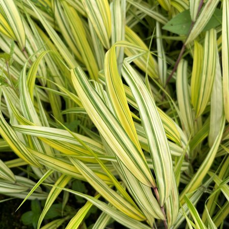 Hakonechloa macra 'Naomi'