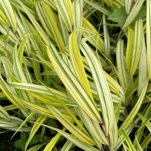 Hakonechloa macra 'Naomi'