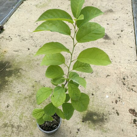 Halesia carolina