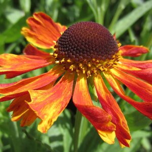 Helenium 'Waldtraut'