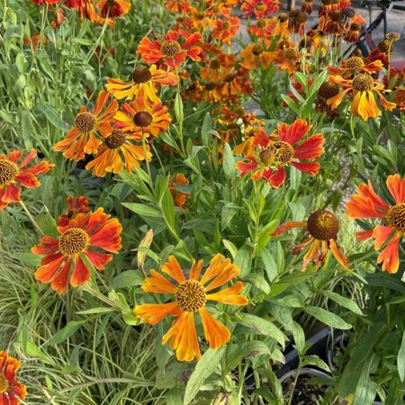 Helenium 'Waldtraut'