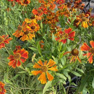 Helenium 'Waldtraut'