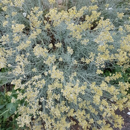 Helichrysum italicum