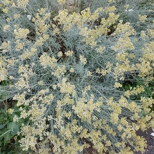 Helichrysum italicum