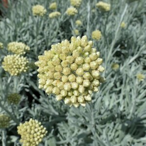 Helichrysum orientale