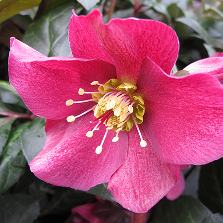 Helleborus HGC Ice N' Roses Red