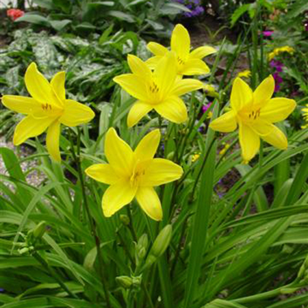 Hemerocallis flava (lilioasphodelus)