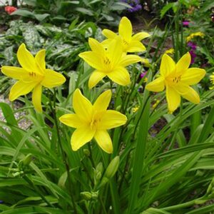 Hemerocallis flava (lilioasphodelus)