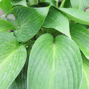 Hosta 'Devon Green'