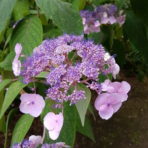 Hydrangea aspera 'Anthony Bullivant'