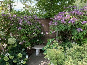 Hydrangea aspera 'Anthony Bullivant'