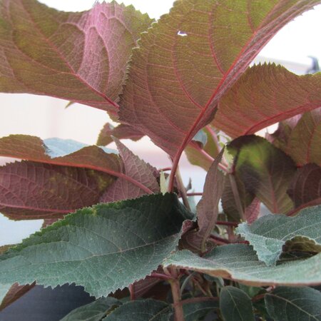 Hydrangea aspera 'Hot Chocolate' PBR