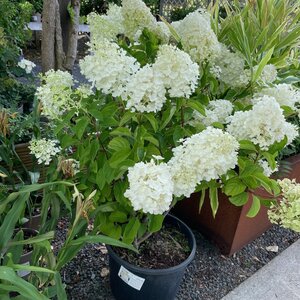 Hydrangea paniculata 'Silver Dollar' for sale