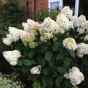Hydrangea paniculata 'Silver Dollar'