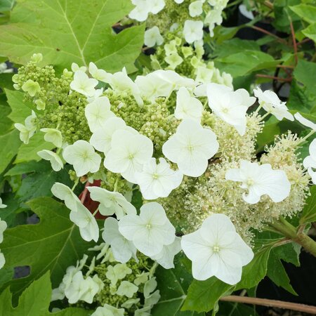 Hydrangea quercifolia 'Munchkin' 10 litre pot