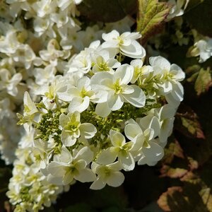 Hydrangea quercifolia 'Snowflake' 10 litre