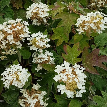 Hydrangea quercifolia 'Snowflake'