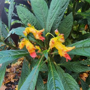 Impatiens balansae