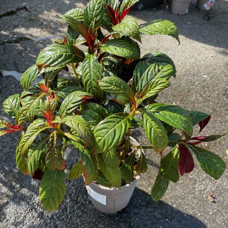 Impatiens balansae
