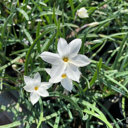 Ipheion 'Alberto Castillo'