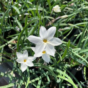 Ipheion 'Alberto Castillo'