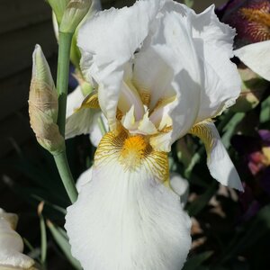 Iris 'Benton Pearl'
