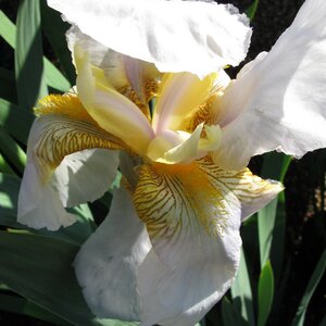 Iris 'Benton Pearl'