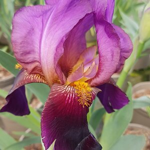 Iris 'Benton Storrington' (TB) 3 litre pot