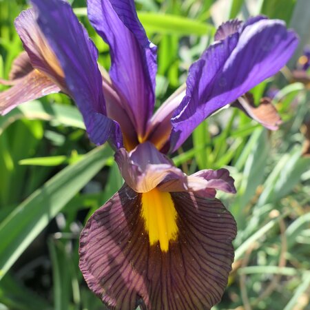 Iris hollandica 'Eye of the Tiger'