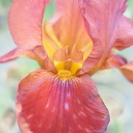 Iris 'Quechee' (TB)