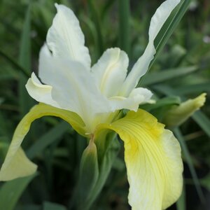 Iris sibirica 'Butter and Sugar'