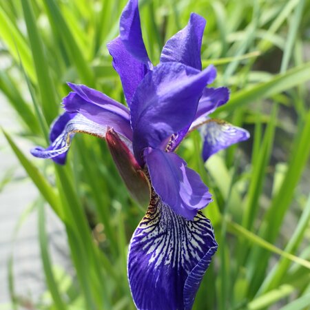 Iris sibirica Flight of Butterflies