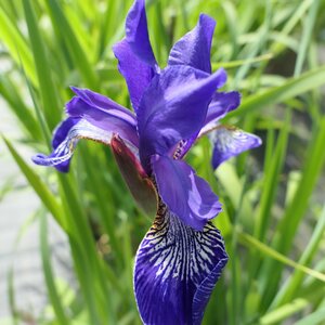 Iris sibirica Flight of Butterflies