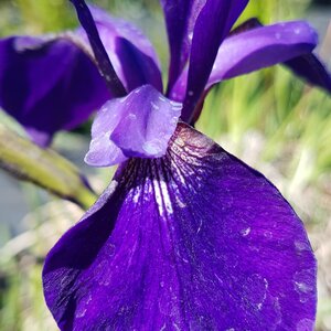 Iris sibirica Pansy Purple