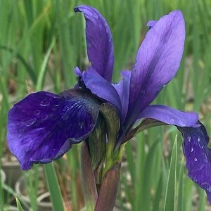 Iris sibirica Pansy Purple