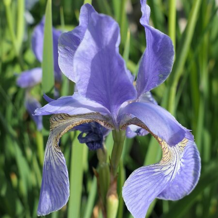 Iris sibirica 'Percheron'