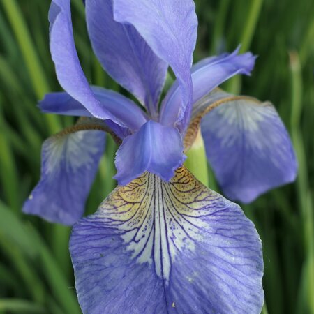 Iris sibirica 'Persimmon'