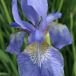 Iris sibirica 'Persimmon'