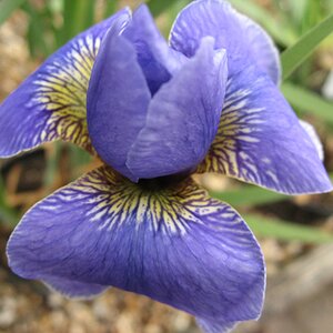 Iris sibirica 'Silver Edge'