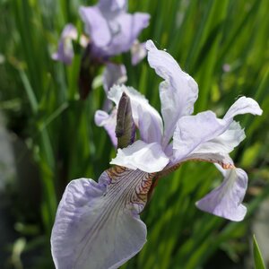 Iris sibirica 'Teal Velvet'
