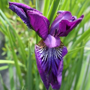 Iris sibirica 'Wine Wings'