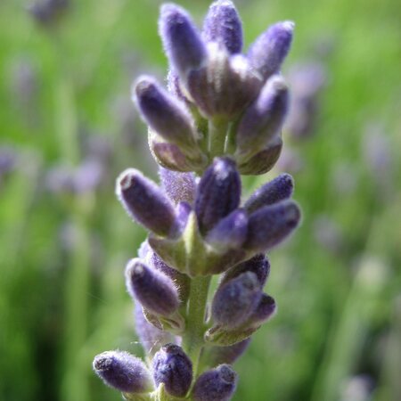 Lavandula angustifolia 'Munstead'