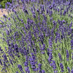 Lavandula 'Hidcote'