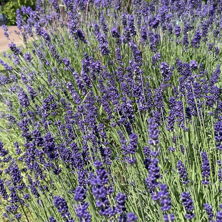 Lavandula 'Hidcote'