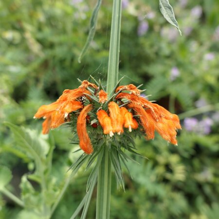 Leonotis ocymifolia var. raineriana